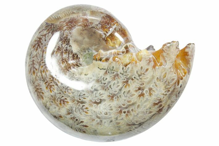 Polished Ammonite (Phylloceras) Fossil - Madagascar #349822